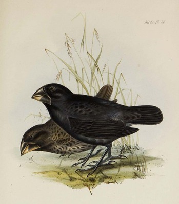 20564
          <br/>
          The zoology of the voyage of H.M.S. Beagle, under the command of Captain Fitzroy, R.N., during the years 1832 to 1836.
          <br/>
          <em></em>